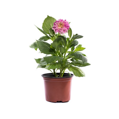 House Plant Sample 8